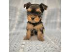 Yorkshire Terrier Puppy for sale in Vancouver, WA, USA