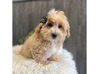Coton de Tulear Puppy for sale in Goshen, IN, USA