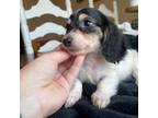 Dachshund Puppy for sale in Augusta, GA, USA