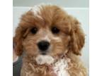 Cavapoo Puppy for sale in North Plains, OR, USA