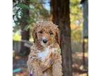 Mutt Puppy for sale in Rohnert Park, CA, USA