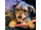 Yorkshire Terrier Puppy for sale in Nichols Hills, OK, USA