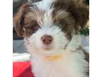 Havanese Puppy for sale in Cape Coral, FL, USA