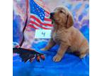 Golden Retriever Puppy for sale in Poulan, GA, USA