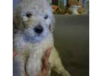 Mutt Puppy for sale in Hamilton Square, NJ, USA