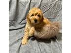 Goldendoodle Puppy for sale in Corona, CA, USA