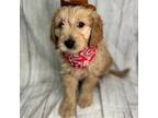 Goldendoodle Puppy for sale in Corona, CA, USA