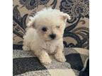 Maltese Puppy for sale in Pueblo, CO, USA