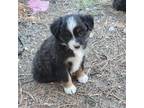 Miniature Australian Shepherd Puppy for sale in Calhan, CO, USA