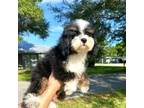 Mutt Puppy for sale in Saint Cloud, FL, USA