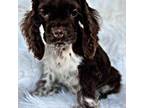 Cocker Spaniel Puppy for sale in Pikeville, TN, USA