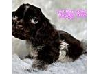 Cocker Spaniel Puppy for sale in Pikeville, TN, USA