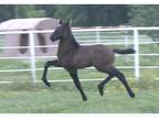 Big moving Andalusian Gray colt