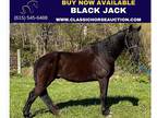 Black Twh Gelding