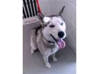 Adopt OLIVE a Siberian Husky, Mixed Breed