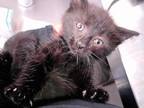 Adopt COCO a Domestic Short Hair