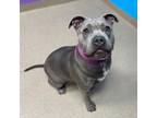 Adopt DAISY a Pit Bull Terrier
