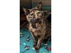 Adopt Roper a Domestic Short Hair