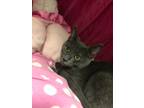 Adopt Sheeba a Domestic Short Hair