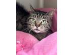 Adopt OCTAVIA a Domestic Short Hair