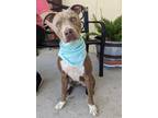 Adopt Mia a American Staffordshire Terrier, Mixed Breed