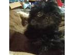 Shih Tzu Puppy for sale in Cordova, AL, USA