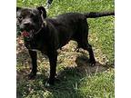 Adopt Skye a Staffordshire Bull Terrier, Mixed Breed
