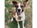 Adopt Alice a Mixed Breed
