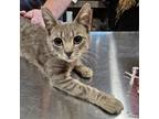 Adopt Totoro a Domestic Short Hair