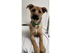 Adopt Ginger a Shepherd, Mixed Breed