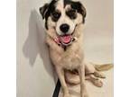 Adopt Patches a Husky, Cattle Dog