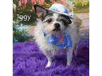 Adopt Iggy a Terrier