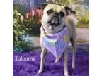 Adopt Julianna a Pug, Mixed Breed
