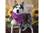 Adopt Stacy a Siberian Husky