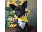 Adopt Ponga a Terrier