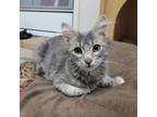 Adopt Bonnie a Domestic Medium Hair