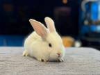 Adopt Missy a Bunny Rabbit