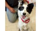 Adopt Crystal a Australian Shepherd, Border Collie