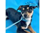 Adopt Mallory a Rat Terrier, Mixed Breed