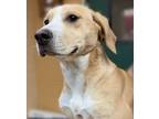 Adopt Penelope a Hound, Mixed Breed
