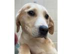 Adopt Daisy Duke a Hound, Mixed Breed