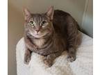 Adopt Chrissy a Domestic Short Hair