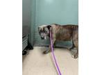 Adopt Cerise a Pit Bull Terrier