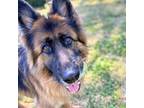 Adopt Uni a German Shepherd Dog