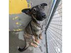 Adopt 403661 a German Shepherd Dog