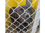 Adopt 403683 a Pit Bull Terrier