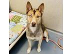 Adopt Nessie a Husky, Mixed Breed