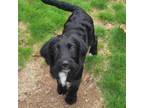 Adopt CT Minnie - labradoodle! a Poodle, Black Labrador Retriever