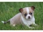Chihuahua Puppy for sale in Kirksville, MO, USA