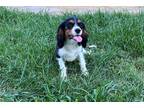 Cavalier King Charles Spaniel Puppy for sale in Springfield, MO, USA